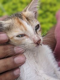 Close-up of cat