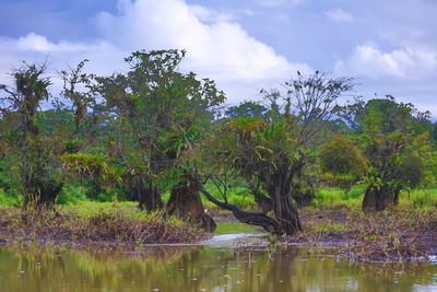 Trees by lake in forest against sky