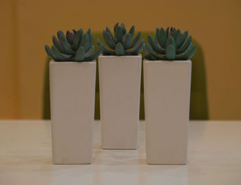 Close-up of succulent plant on table