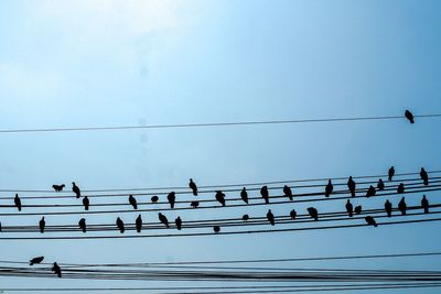 Birds flying against sky