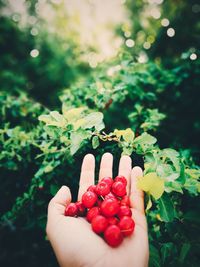Cropped hand holding cherries against plants