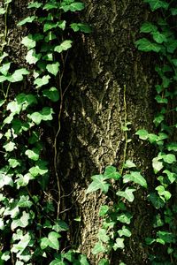 Close-up of ivy growing on tree trunk