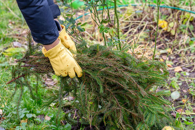 Shelter of roses with spruce branches. spruce branches in the hands of a gardener