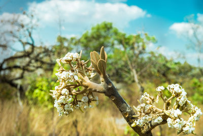 Close-up of plant against sky