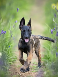 Portrait of dog running on field