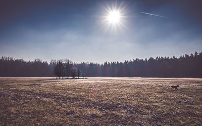 Scenic view of trees on field against sky