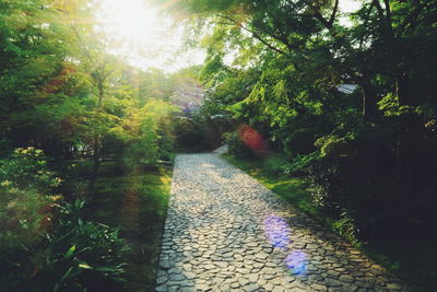 Footpath amidst trees