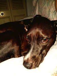 Close-up portrait of dog relaxing on bed at home