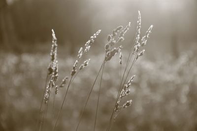 Close-up of stalks in field