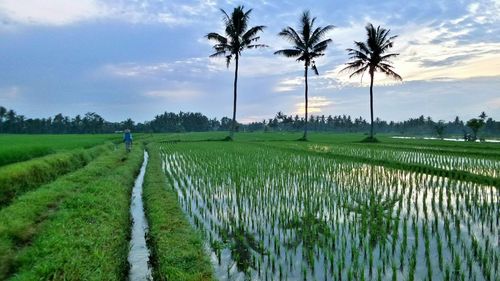 Scenic view of grassy field against cloudy sky