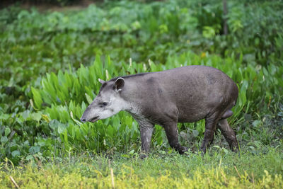 Horse grazing on field