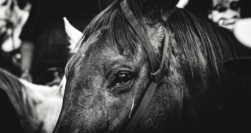 Close-up of a horse