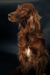 Close-up of a dog looking away