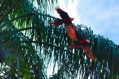 Low angle view of palm tree