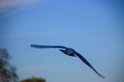 Close-up of bird flying against clear blue sky