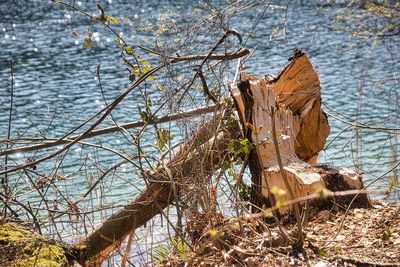 Driftwood on tree trunk by lake