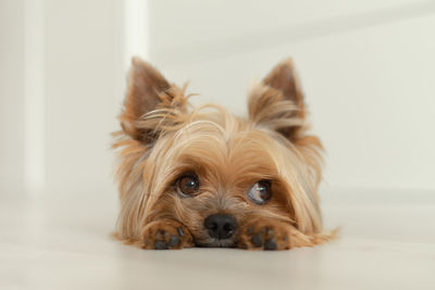 Close-up portrait of a dog