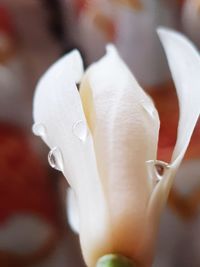 Close-up of white rose flower