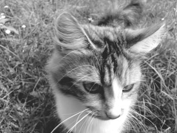 Portrait of cat on grass