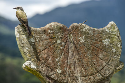 Little bird on an old and mossy sundial in historic city of brazil.