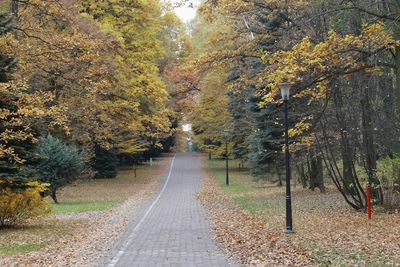 Footpath amidst trees during autumn