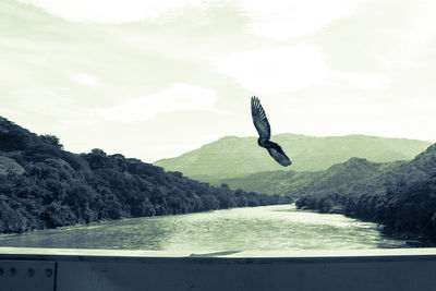 Bird flying over a lake