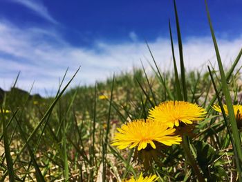 Close-up of yellow dandelions blooming on field against sky