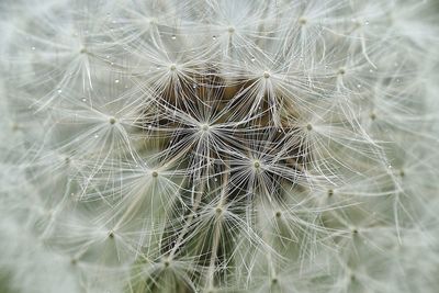 Close-up of dandelion