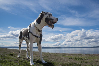 Full length of great dane standing on field by lake against cloudy sky