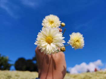 Cropped hand holding flowers against sky