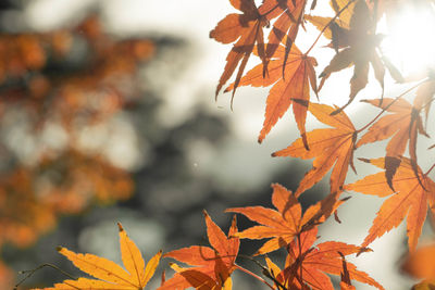 Close-up of maple leaves on plant