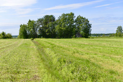 Scenic view of field against sky