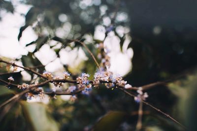 Close-up of cherry blossoms in spring