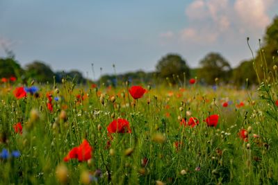 Close-up of poppies on field against sky