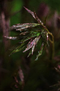 Close-up of raindrops on flower