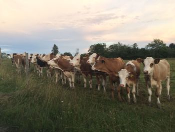 Cows on field against sky