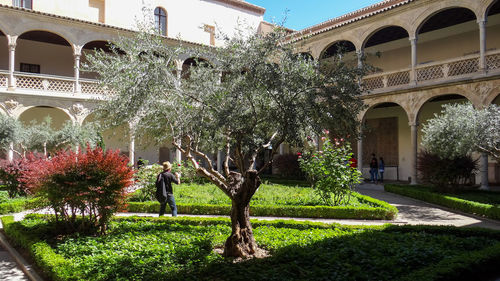 Trees and plants growing in lawn outside building