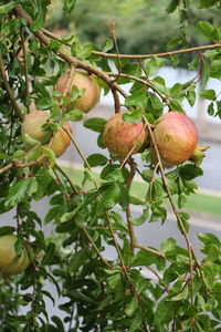 Close-up of fruits growing on tree