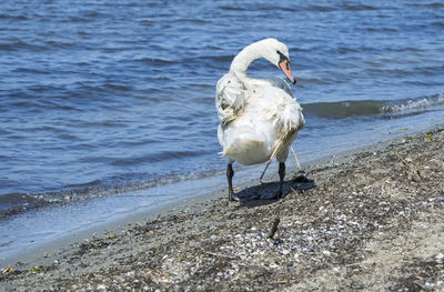 View of bird on beach