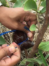 Close-up of hand holding plant