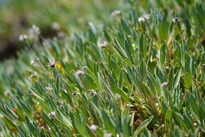 Close-up of insect on flower field