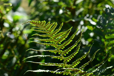 Close-up of fern leaves