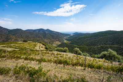 Vineyards for the production of organic wines around the town of colera 