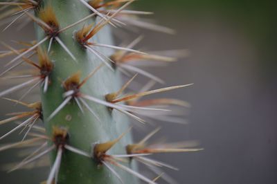 Close-up of cactus