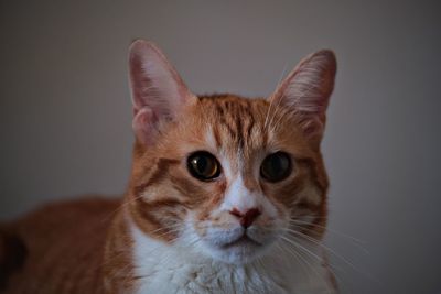 Close-up portrait of a cat