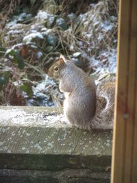 Side view of squirrel sitting outdoors