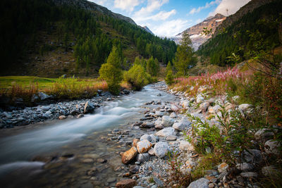 Scenic view of river amidst trees against sky