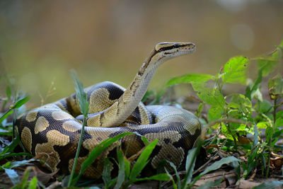 Close-up of lizard