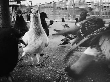 Close-up of birds