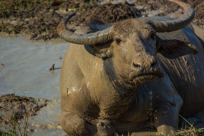 Portrait of water buffalo relaxing on muddy field